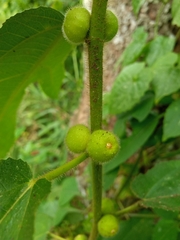 Ficus simplicissima