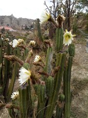 Trichocereus bridgesii