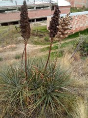 Puya herzogii