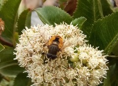 Eristalis bogotensis