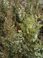 Atriplex rusbyi