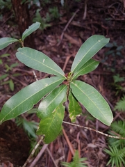 Acronychia oblongifolia