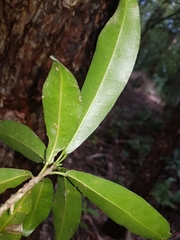 Acronychia oblongifolia