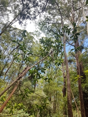 Acronychia oblongifolia