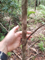 Acronychia oblongifolia