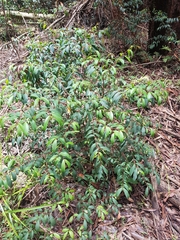 Pilidiostigma glabrum