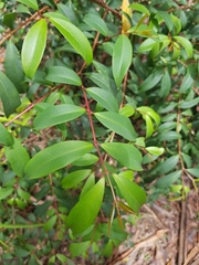 Pilidiostigma glabrum