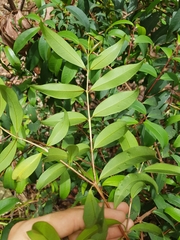 Pilidiostigma glabrum