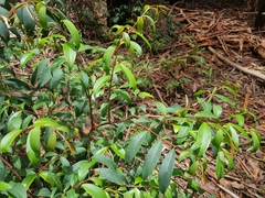 Pilidiostigma glabrum