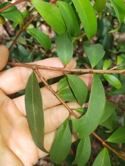 Pilidiostigma glabrum