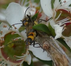 Chauliognathus sydneyanus