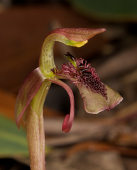 Chiloglottis curviclavia