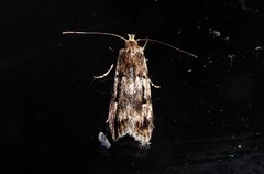 Barea exarcha