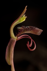 Chiloglottis curviclavia