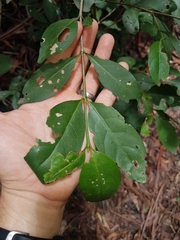 Celtis paniculata