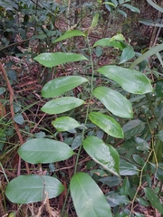 Eupomatia laurina