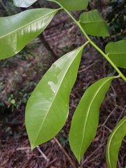 Eupomatia laurina