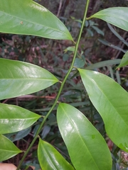 Eupomatia laurina