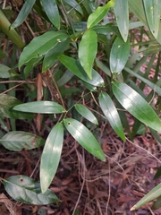 Geitonoplesium cymosum