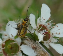 Chauliognathus sydneyanus