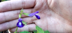 Salvia caudata