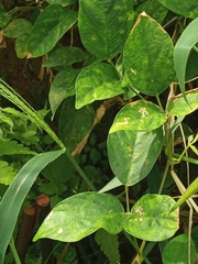 Centrosema pubescens