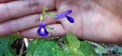 Salvia caudata