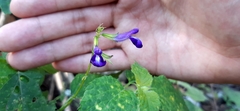 Salvia caudata
