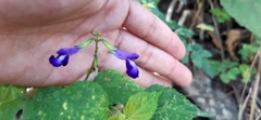 Salvia caudata