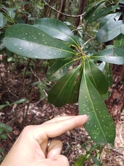 Acronychia oblongifolia
