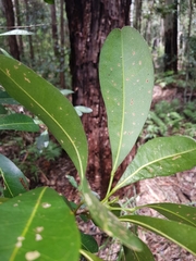 Acronychia oblongifolia