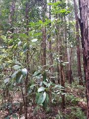 Acronychia oblongifolia