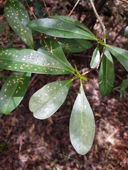Acronychia oblongifolia