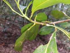 Acronychia oblongifolia