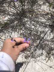 Comesperma defoliatum