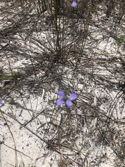 Comesperma defoliatum