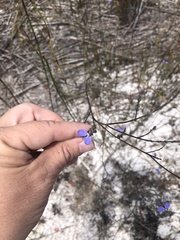 Comesperma defoliatum