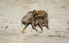 Maratus nimbus