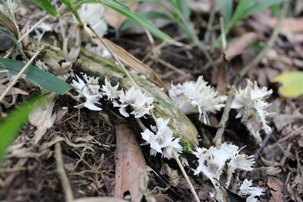 Irpex rosettiformis · January 2021 · photo: © criscolodel (iNaturalist, cc-by)