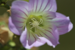 Malva weinmanniana