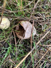 Vascellum lloydianum