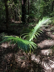 Archontophoenix alexandrae