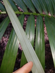 Archontophoenix alexandrae