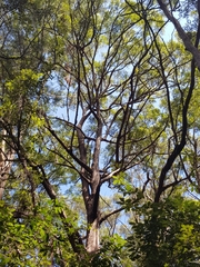 Eucalyptus microcorys