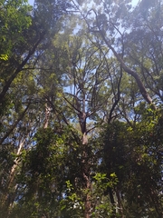 Eucalyptus microcorys