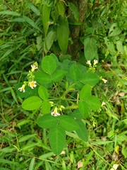 Oxalis barrelieri
