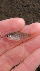 Fundulus xenicus