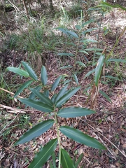 Alpinia caerulea