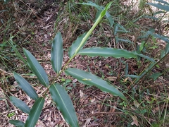 Alpinia caerulea