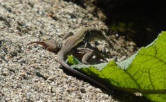 Aspidoscelis sackii sackii